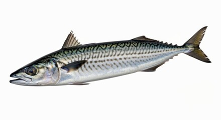 Fototapeta premium Pristine Mackerel Fish Isolated Clean White Background Culinary Ingredient Healthy