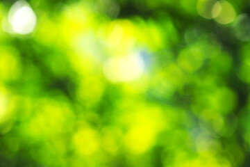 Obraz premium 光輝く新緑をぼかした緑の背景素材