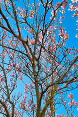 Springtime Blossoms on a Magnolia Tree Against a Clear Blue Sky