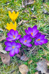 Vibrant Purple and Yellow Crocuses Blooming in Early Spring Garden