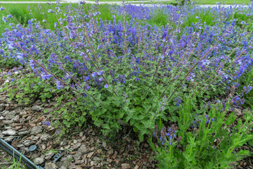 Captivating Catnip Blooms. Serenity of Catnip Flowers. The Delicate Beauty of Blue and Purple...