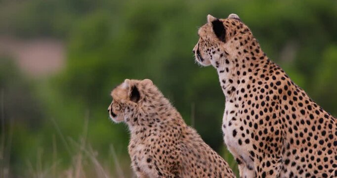 Close-up of two Cheetahs (Acinonyx jubatus) backs scanning their surroundings at the savannah in Kenya