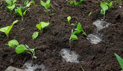 Woman planting eggplant sprouts. Selective focus