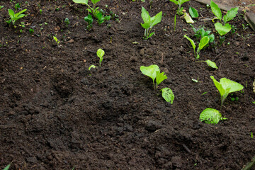 Woman planting eggplant sprouts. Selective focus
