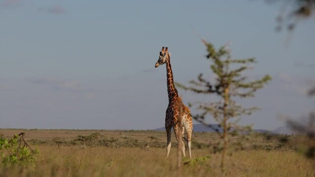 Very wide gimbal tracking of pair of Reticulated giraffe (Giraffa c. reticulata) walking wagging tail in cloudy morning in Kenya
