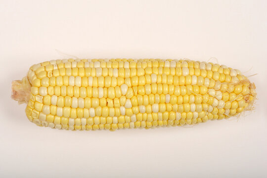 A single ear of fresh bi-color corn on the cob is centrally placed on a plain white background
