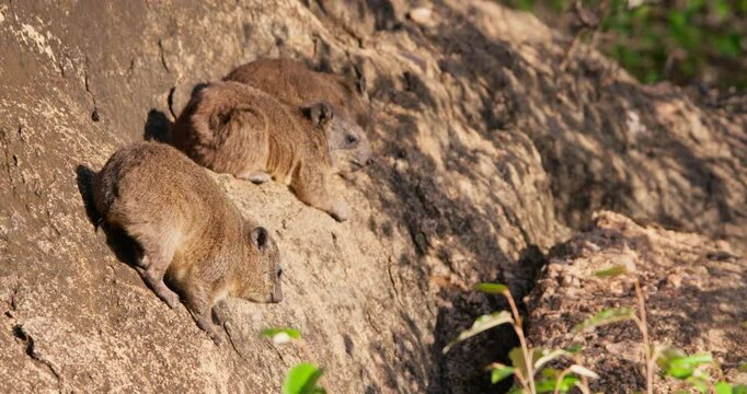 Wide of three rock hyraxes (Procavia capensis) sunbathing on a rocky outcrop in sunny morning in Kenya