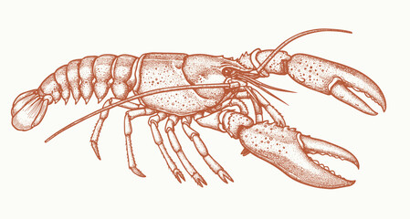 Lobster sea animal engraving vector illustration. Ink sketch of lobster.