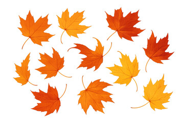 Maple leaves drifting downward, displaying autumn's warm palette with elegant descent on transparent backdrop