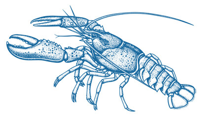 Lobster sea animal engraving vector illustration. Ink sketch of lobster.