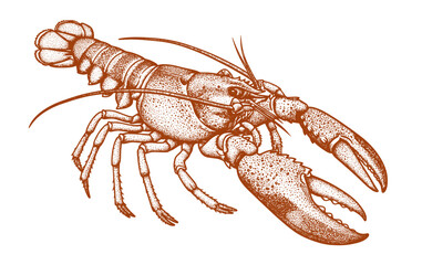 Lobster sea animal engraving vector illustration. Ink sketch of lobster.