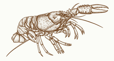 Lobster sea animal engraving vector illustration. Ink sketch of lobster.