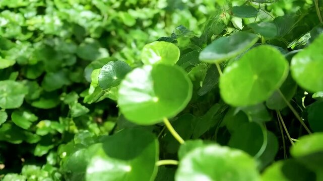 Bright green Asiatic pennywort plants fill frame with natural light, providing fresh and vibrant backdrop, wellness, and herbal remedy concepts.