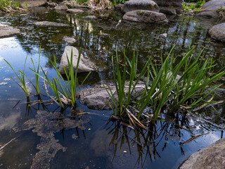 A small pond with rocks and plants in it