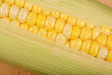 A close-up view captures vibrant bi-color corn kernels revealed beneath partially pulled-back green...