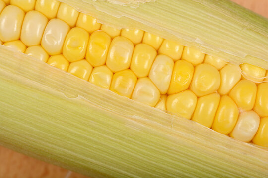 A close-up view captures vibrant bi-color corn kernels revealed beneath partially pulled-back green husks