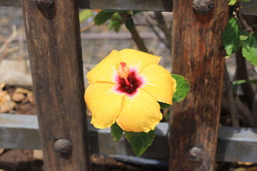 Bright yellow hibiscus flower