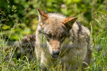 Fototapeta premium Wolf