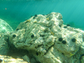 urchin, sea, sea urchin, animal, black, underwater, marine, black sea urchin, mediterranean sea, food, ocean, nature, isolated, life, wildlife, echinus, summer, echinodermata, seafood, water, natural.