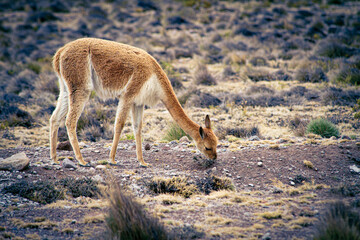 lama de l'altiplano Pérusien