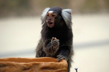 コモンマーモセット