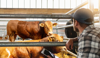 Male farmer with tablet inspecting cattle in the livestock farm