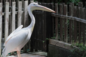ペリカン