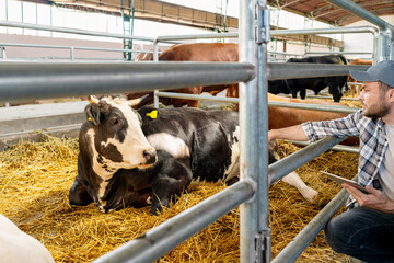 Male farmer with tablet inspecting cattle in the livestock farm