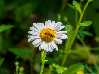 Close-up of a Hoverfly on a White Daisy