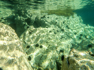 urchin, sea, sea urchin, animal, black, underwater, marine, black sea urchin, mediterranean sea, food, ocean, nature, isolated, life, wildlife, echinus, summer, echinodermata, seafood, water, natural.