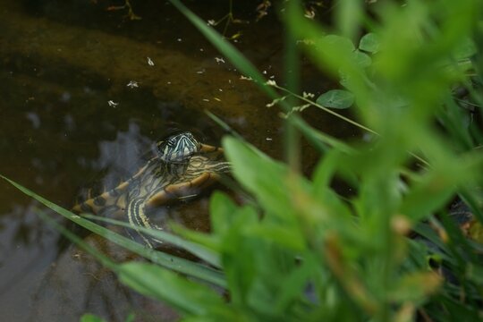 Meso-American slider (Trachemys venusta) in small garden pond during hot rainy summer day.
