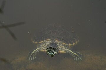 Meso-American slider (Trachemys venusta) in small garden pond during hot rainy summer day.