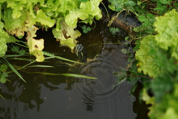 Meso-American slider (Trachemys venusta) in small garden pond during hot rainy summer day.