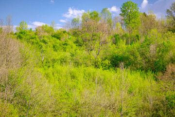 Obraz premium Landscape over hilly ground with colorful tree canopies in spring