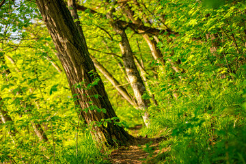 Forest trail, road among hilly woods