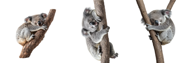 Cute koala sleeping on a tree isolated on transparent background, PNG set