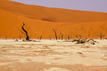 Deadvlei, famous clay pan with dead camel thorn trees surrounded by red dunes, Namib-Naukluft Park,...