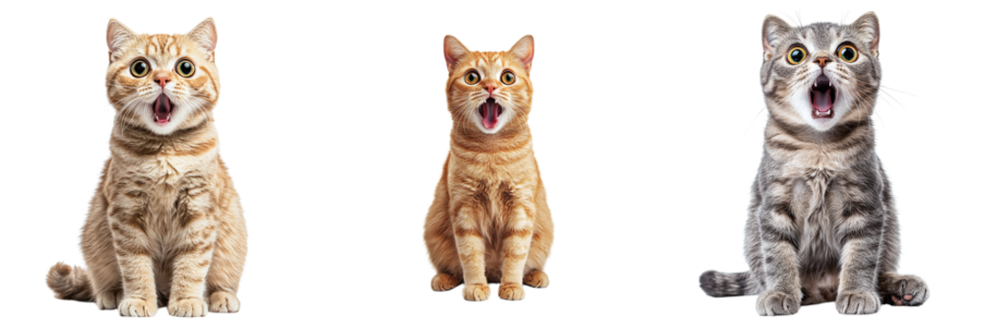 Set of surprised cute cats isolated on transparent background PNG