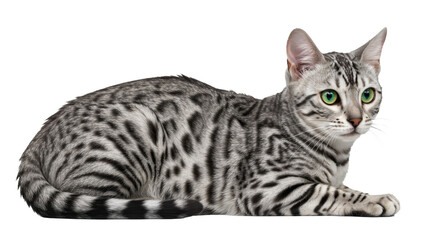 Obraz premium Lying Cat with Spotted Silver Coat and Green Eyes Looking Alert