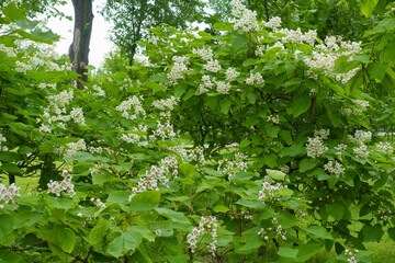 Green leaves and white flowers of Catalpa bignonioides tree in June