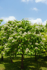 Full length view of blossoming Catalpa bignonioides tree against blue sky in June