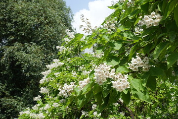 Mass of white flowers of Catalpa bignonioides tree in June
