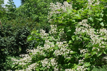Infinite white flowers of Catalpa bignonioides tree in June