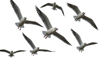 Seagulls Flying in Formation Against Clear Sky