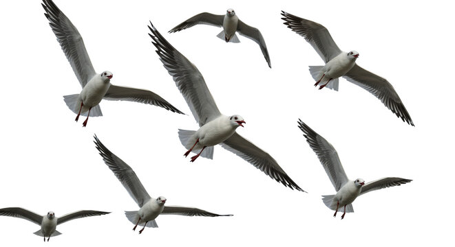 Seagulls Flying in Formation Against Clear Sky