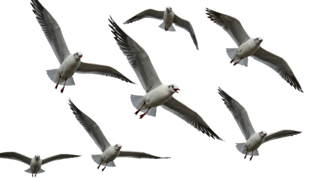 Seagulls Flying in Formation Against Clear Sky