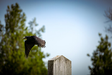 Crow sitting on gravestone in a cemetery