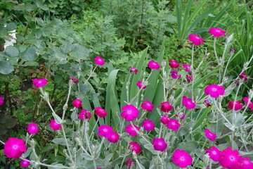 Many magenta colored flowers of Silene coronaria in June