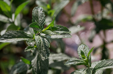 Close-up of green mint leaves. Leaves with noticeable veins and texture. Mint, lemon balm grows in the garden. © Юлия Клюева