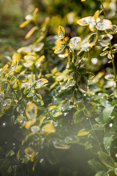 The background image is green. Natural, environmentally friendly natural background. The texture of the green leaves of the shrub beresklet (Euonimus).